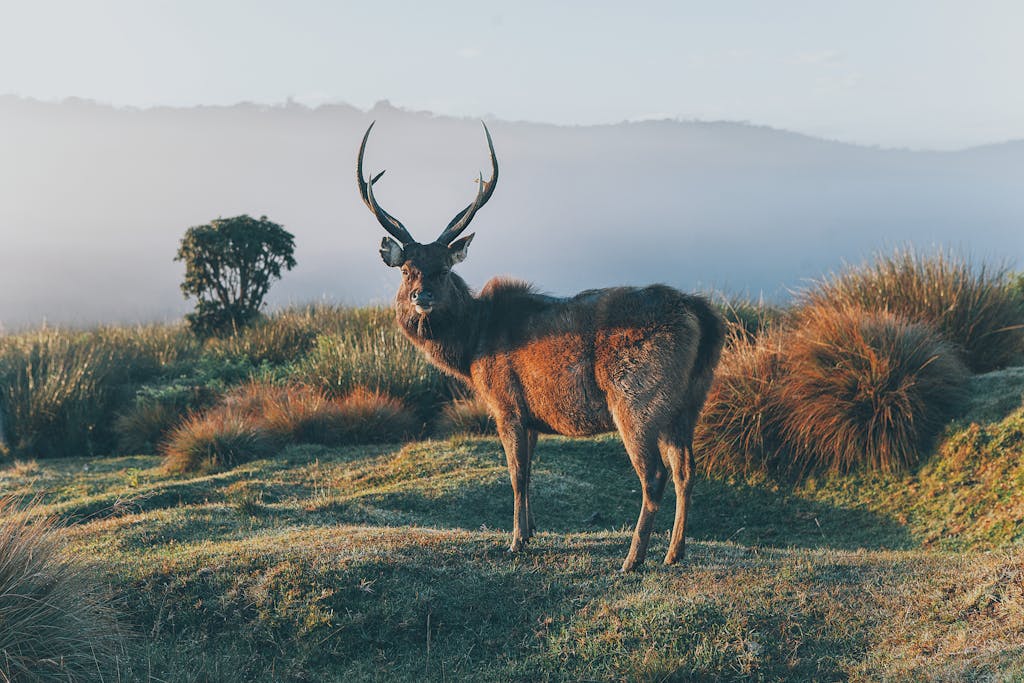 A Sambar deer stands gracefully amidst the lush, misty highlands of Sri Lanka.